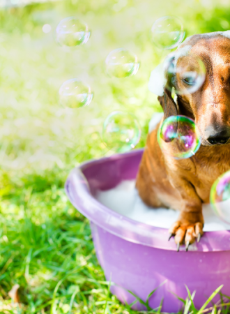 Shampoo Antifúngico para PETS