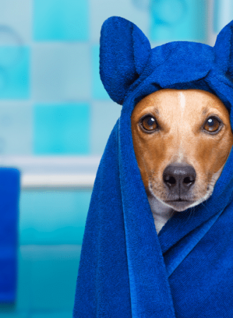 Loção Refrescante para Dermatite em Cães